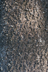 Tree bark texture
