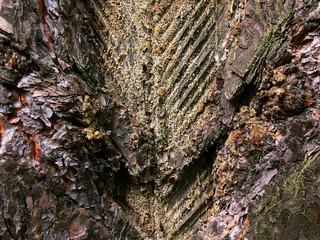 drops of amber pitch flow down on pine bark