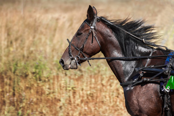 Obraz premium race horse in a sports harness on jumps 