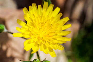 Common Dandelion Photographed in the Sardinian Countryside Macro photography