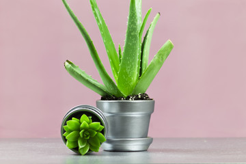 Aloe and Graptopetalum Succulent in Silver Metallic Potted Plant