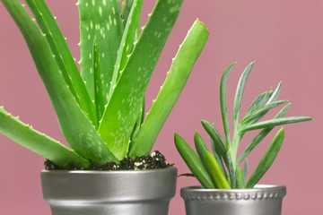 Senecio and Aloe Succulent in Metallic Silver Pots on Pink Backg