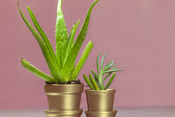 Senecio and Aloe Succulent in Metallic Silver Pots on Pink Backg