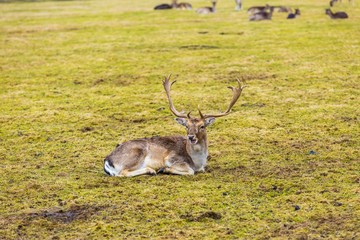 Fallow-deer in outdoor