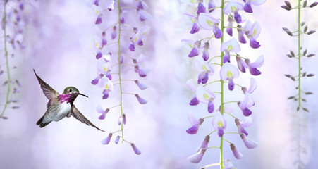 Delicate lavender petals of purple wisteria blooms