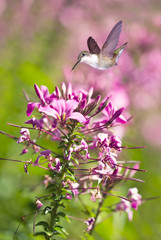 Delicate petals of purple flower blooms with tiny Hummingbird