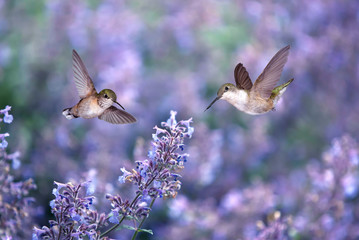 Hummingbirds over background of purple flowers © mbolina