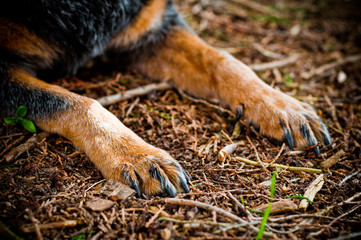 Blue Heeler dog paws resting in the woods
