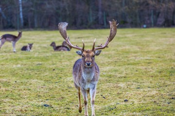 Fallow-deer in outdoor