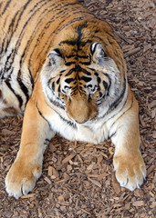 The Tiger, once common in many areas of Asia, Russia and the middle east, has become an endangered species, threatened in its native range with only a fraction of its original poulation remaining