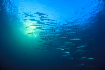Fototapeta na wymiar Barracuda fish in ocean