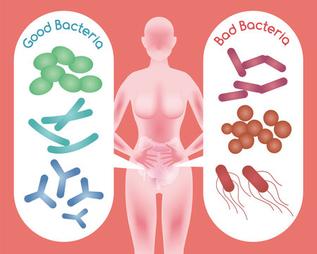 Woman silhouette and Good Bacteria and Bad Bacteria, enteric bacteria, Intestinal flora, Gut flora, probiotics, image illustration
