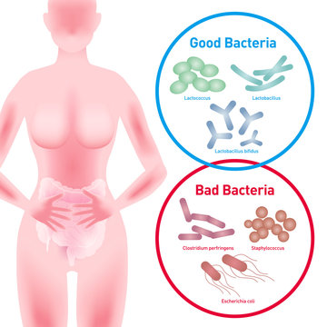 Woman silhouette and Good Bacteria and Bad Bacteria, enteric bacteria, Intestinal flora, Gut flora, probiotics, image illustration