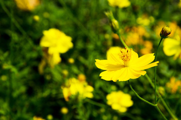 Cosmos in formal Garden