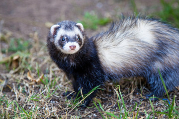 Closeup Pet Ferret on Grass