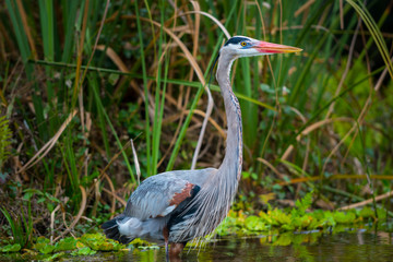 Great Blue Heron