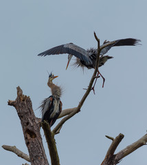 Two Great Blue Herons
