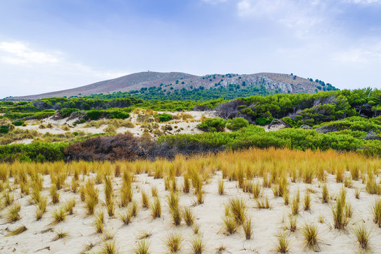 Grass on sand dunes beach. Panoramic view. Cala Mesquida. Majorca. Balearic Islands. Spain