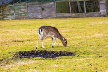 Fallow-deer in outdoor