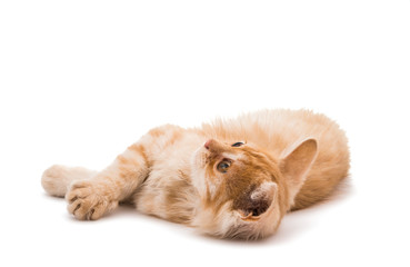 ginger kitten isolated