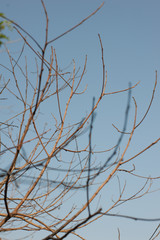 tree branches
