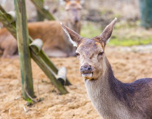 Deer doe resting on ground