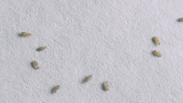 Book Lice on Piece of Paper 4k. Booklice of the Psocoptera order; feed on book binding material and are common in old book stores, libraries and can cause infestations. Not harmful to humans.