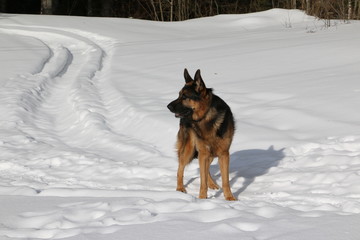 Собака немецкая овчарка смотрит вдаль