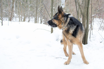 Собака немецкая овчарка смотрит вдаль
