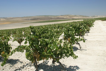 On the road from Sanlucar De Barrameda to Jerez  De La Frontera