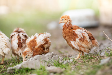 Guinea fowl chicks