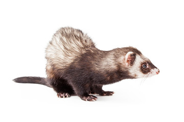 Ferret Side View Over White
