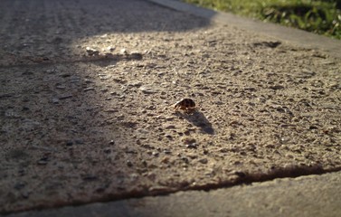 A ladybug walking on the street