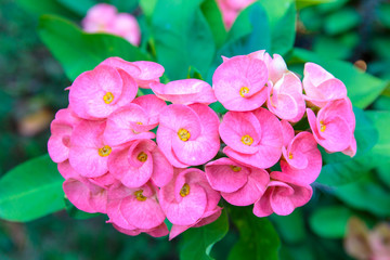 Fototapeta premium Pink Poi Sian flowers or Red Christ Thorn flowers in the garden.