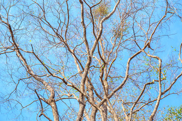 Tree and branch with no leaf in autumn season.