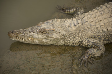 Big wild crocodile in Vietnam