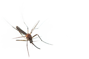 One mosquito isolated on white