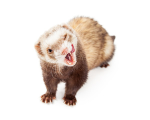 Funny Hungry Pet Ferret on White