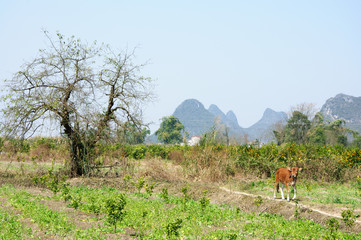 The beautiful rural scenery in spring
