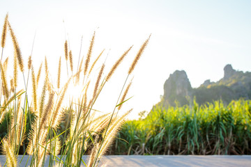 Grass flowers with sunset and mountain and corn field on the background.