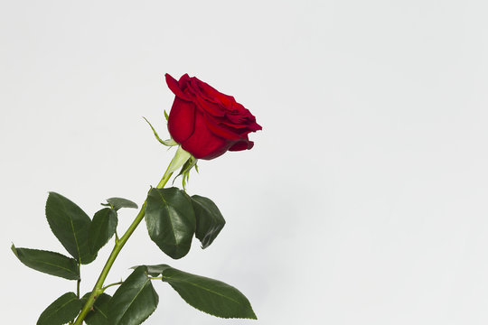 Red rose on a white background