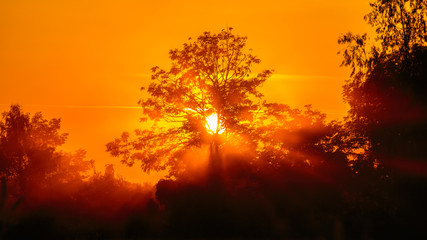 Sunset behind the tree with smoke or fog of dust.