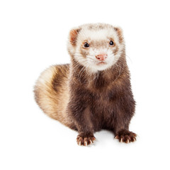 Cute Brown Pet Ferret Over White