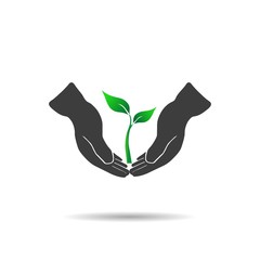 Young plant on a white background, vector