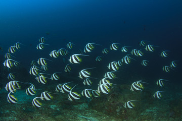 Fototapeta na wymiar Fish in sea