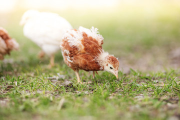 Guinea fowl chicks