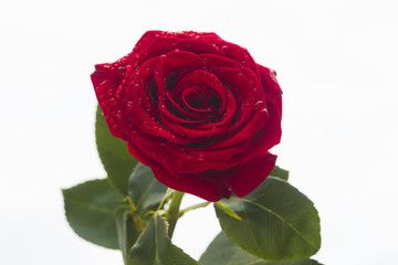 Red rose with water drops on a white background