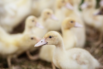 yellow muscovy ducklings