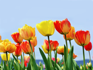 Frühlingserwachen, Freude, Glück: Buntes Tulpenfeld :)