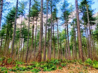 walking in the forest